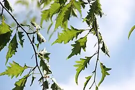 Leaves of var. heterophylla 'Aspleniifolia', Belfast Botanic Garden