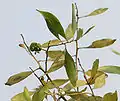 Leaves with fruit pod at canopy