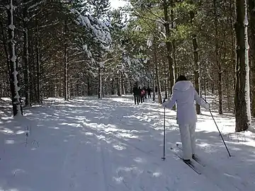 Cross country ski trails