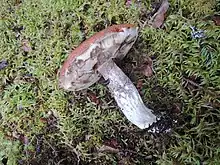 "Leccinum arenicola" found in Terra Nova National Park, Newfoundland and Labrador, Canada