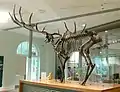 Leeds Irish Elk