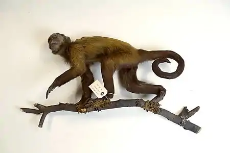 Salford wedge-capped capuchin (Leeds Discovery Centre)