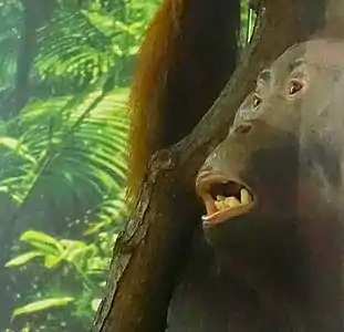 Salford orangutan (Leeds City Museum)
