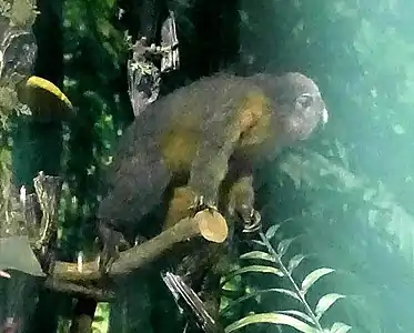 Salford night monkey (Leeds City Museum)