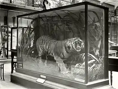 Black and white photograph of freestanding display case on plinth, with glass front and sides and opaque top and back, containing a stuffed tiger surrounded by vegetation. Other display cases are visible in background, and the room has an elaborate gallery with further cases on an upper level.