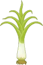 National Flower: Leek