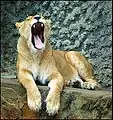 Yawning by a lion