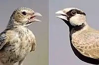 Left - Female♀ Right - Male♂