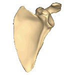 Shape of scapula (left). Animation.