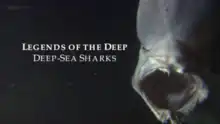 Screenshot of title text with goblin shark