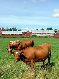 Cows in the pasture in Viikki, with buildings of the university teaching farm in the background