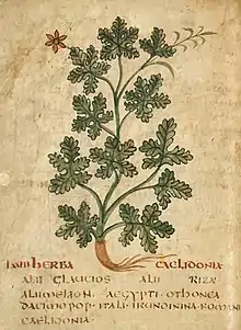 Manuscr. Leiden 6th cent Caelidonia