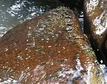 Lemanea sp. in Polish mountain stream