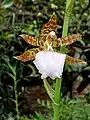 Odontoglossum bictoniense (Rhynchostele bictoniensis)