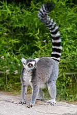ring-tailed lemur standing with tail raised in the air