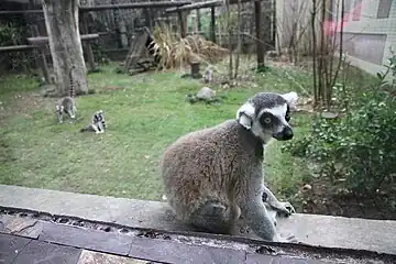 Lemur