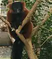 Lemur at the zoo