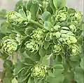 L. leontopetalum: developing inflorescence, Kew Gardens