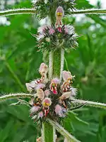 Sessile flowers (lacking pedicels) of common motherwort