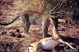 Dragging an impala kill