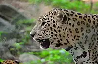 Leopards