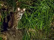 Spotted Sunda leopard cat on a branch