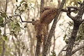 A leopard climbing down a tree
