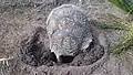 Leopard tortoise digging a hole to lay eggs