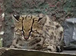 Margay