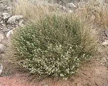 Desert PepperweedLepidium fremontii