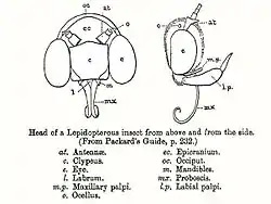 Line diagram of head of a lepidopteran insect seen from front and right side with labelling of parts and a legend.