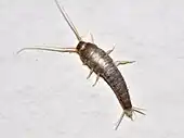 A long insect with shiny, silvery skin, long antenna, and six legs near its head is on a white background.