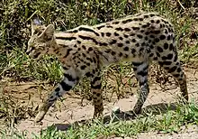 Spotted Serval on a path