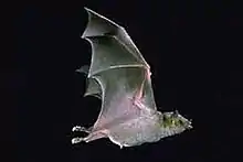 The image depicts a Mexican long-nosed bat