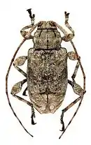 Leptostylopsis argentatus Jacquelin du Val, 1857