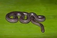 Trilepida type species; Big-scaled blind snake (T. macrolepis)