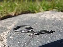 Leptotyphlops type species; Black thread snake (L. nigricans)