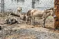 Donkeys in the Zoological Garden of Kinshasa