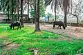 The African buffaloes in the Kinshasa Zoo