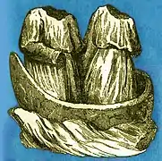 Mary Jacobe and Mary Salome, depicted as headless martyrs in a 19th-century engraving.