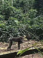 Mandrills behind a wire fence