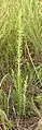 A lespedeza sericea plant growing in Kansas.  This plant was 2 1/2 feet tall. Taken in September 2013.