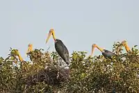Nesting at Nehra, Darbhanga, Bihar