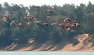 Lesser Flamingos,  Phoenicopterus minor