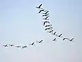 In  Chilika, Odisha, India