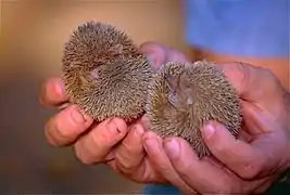 Two lesser hedgehog tenrecs (Echinops telfairi).