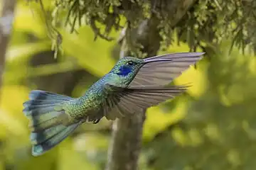 C. c. cyanotusin flight, Colombia