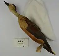 Lesser Whistling Duck NML-VZ D843b collected in Sumatra by Stamford Raffles held in World Museum.