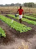 A Boston lettuce plantation in northern Central African Republic