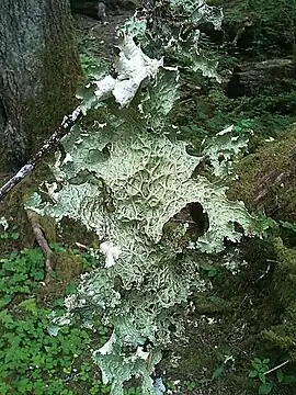 Lobaria oregana, commonly called 'Lettuce lichen', in the Hoh Rainforest, Washington State